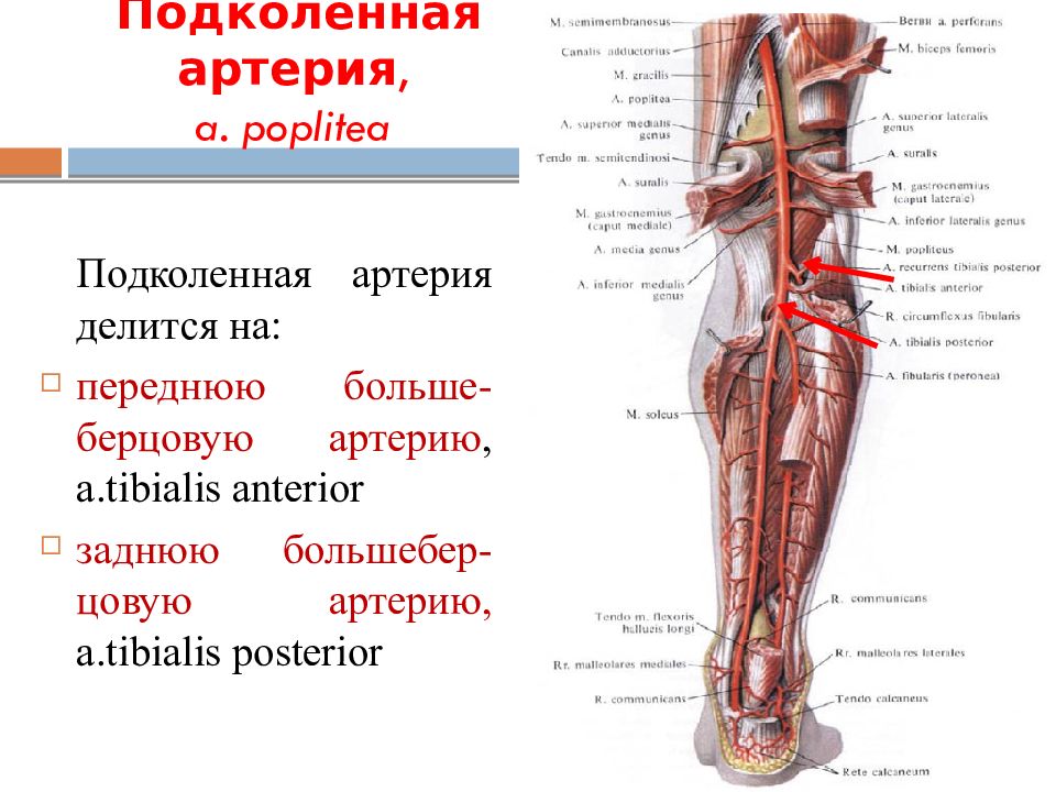 Артерии делятся на