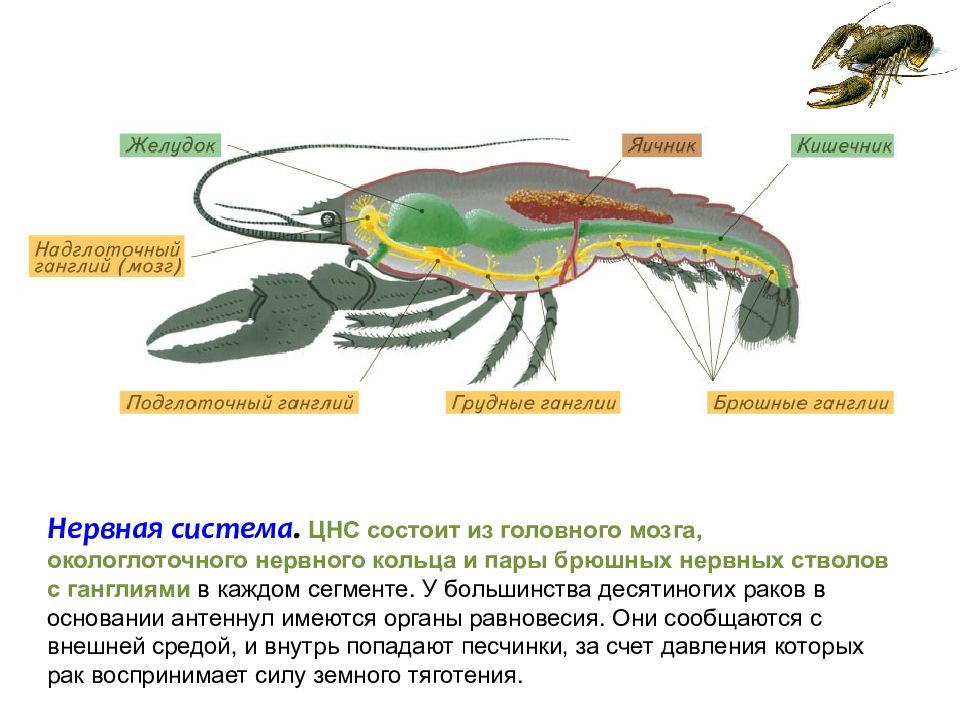 Тип членистоногие класс ракообразные