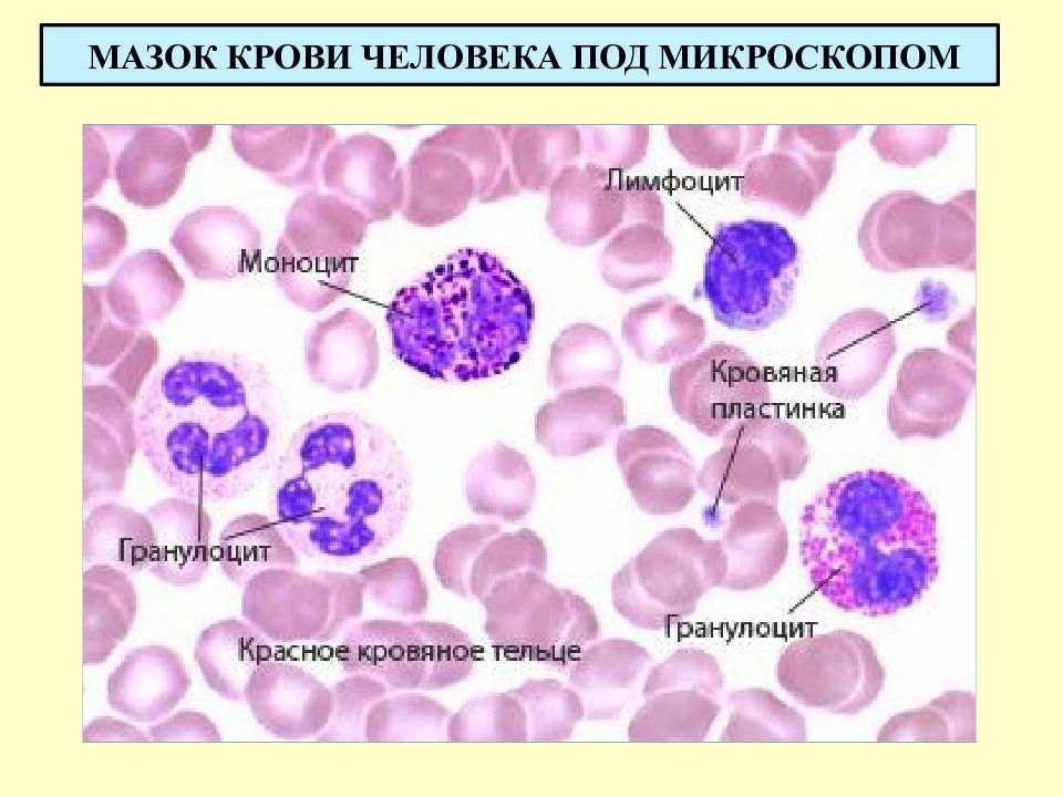 Моноциты в крови картинки