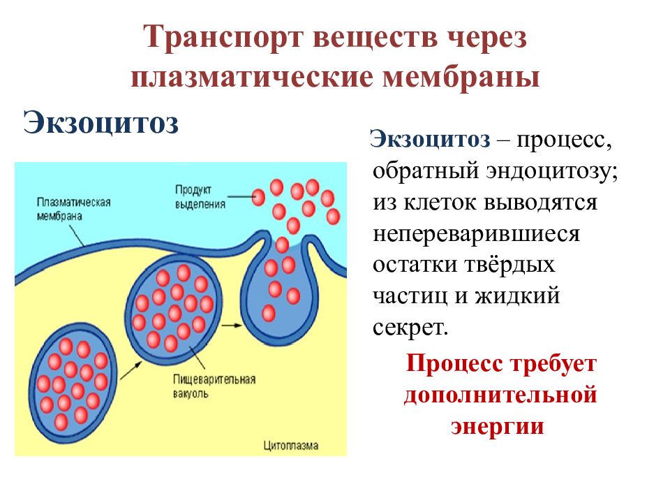 Захват мембраной клетки твердых частиц. Экзоцитоз клеточная мембрана. Регулируемый экзоцитоз. Транспорт веществ через мембрану экзоцитоз.