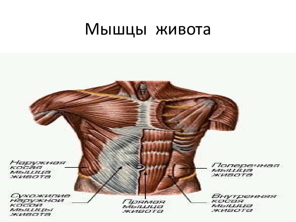 Презентация мышцы живота