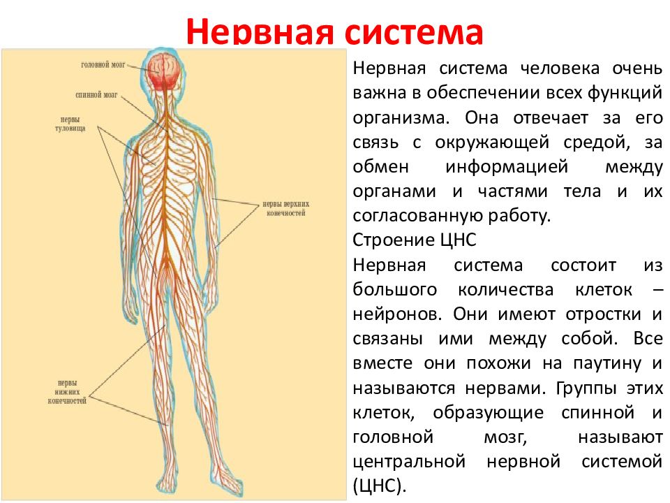 Презентация нервная система человека 9 класс