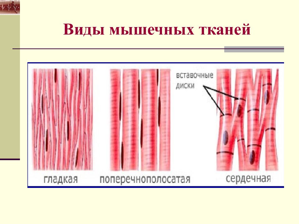 2 3 мышечной ткани. Тип клеток гладкой мышечной ткани. Поперечнополосатая и гладкая мышечная ткань. Гладкая мышечная ткань 8 класс биология. Схема строения гладкой мышечной ткани.