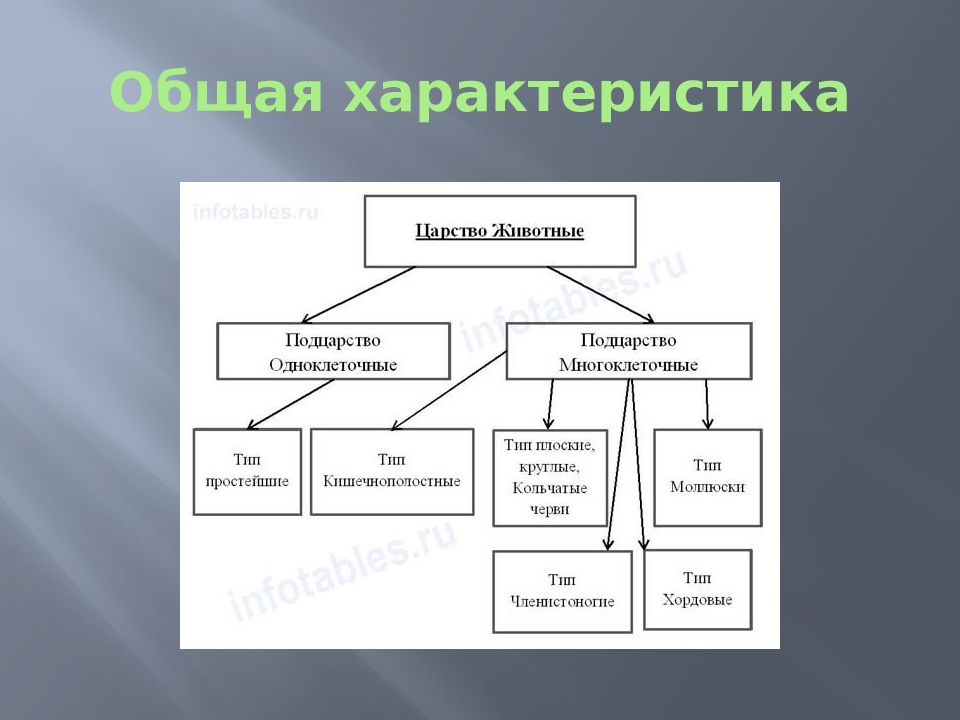 Царство животные презентация 6 класс