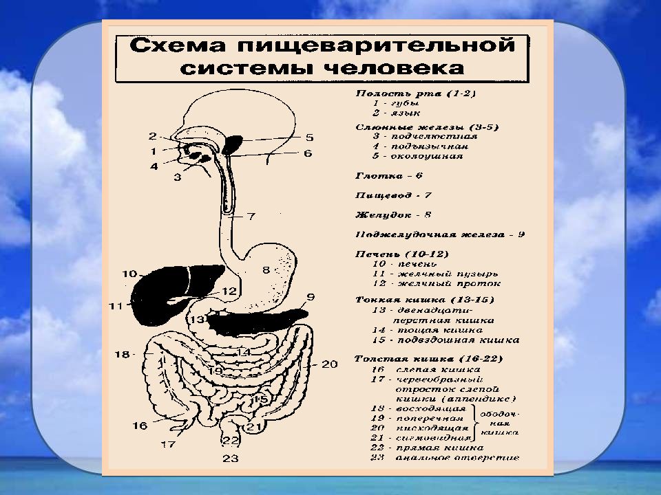 Схема пищеварительной системы. Схема пищеварительного аппарата человека. Отделы пищеварительной системы схема. Органы пищеварительного аппарата таблица. Физиология пищеварительной системы схема.