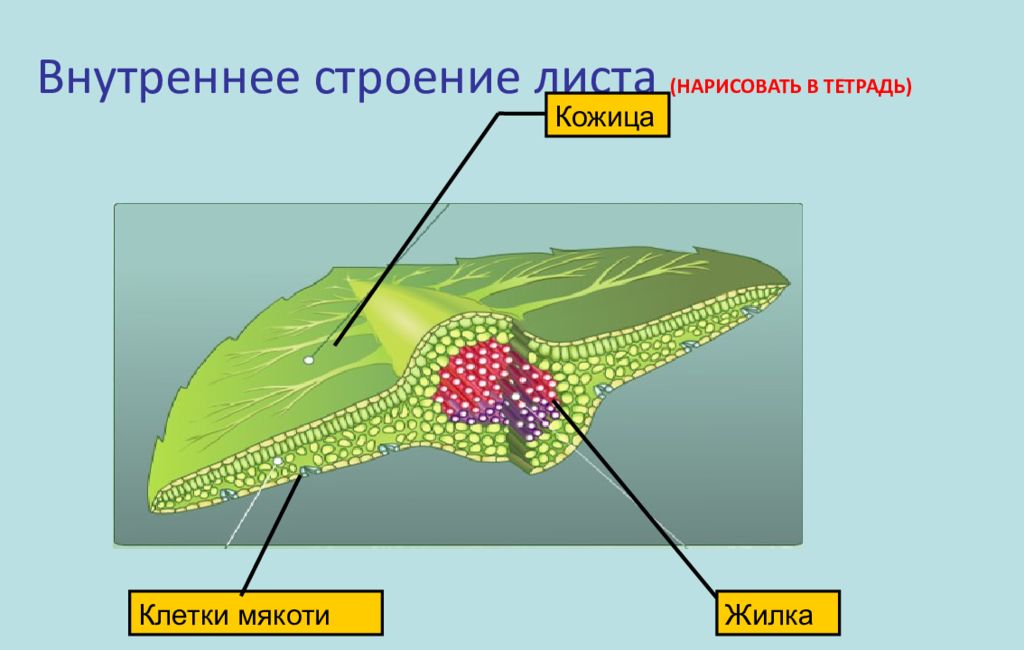 Клеточное строение листа 6. Строение мякоти листа биология 6 класс. Клетки мякоти листа биология 5 класс. Внутреннее строение листа биология. Строение мякоти листа 6 класс.