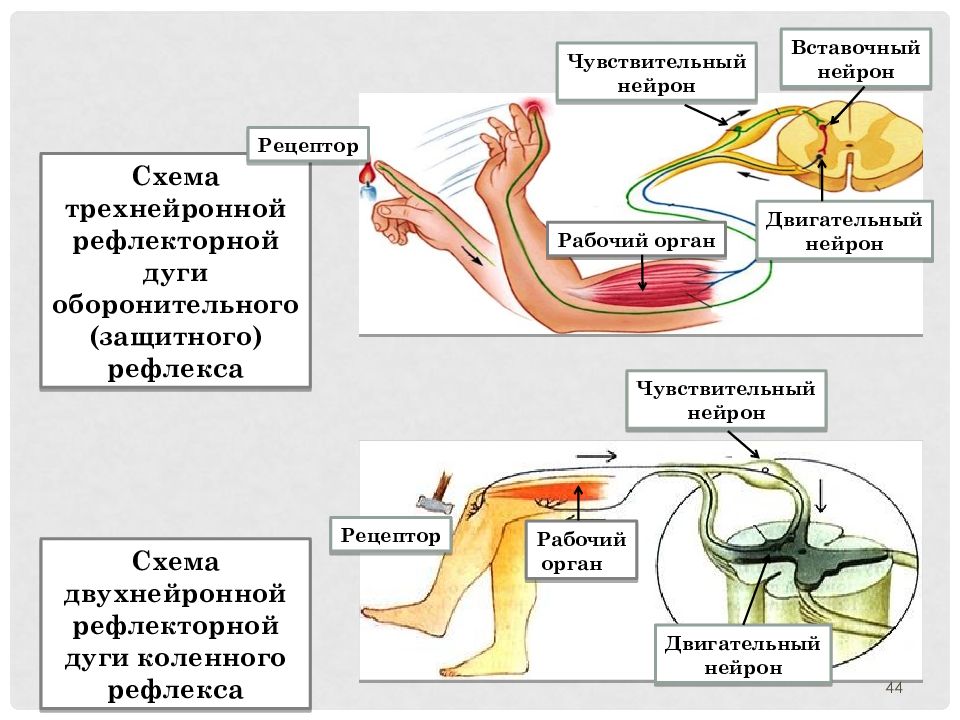 Буквой б на рисунке обозначен вставочный нейрон чувствительный нейрон