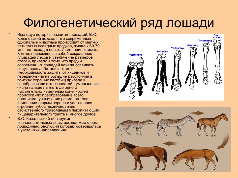 Определите какой эволюционный процесс изображен на схеме что является движущими силами факторами