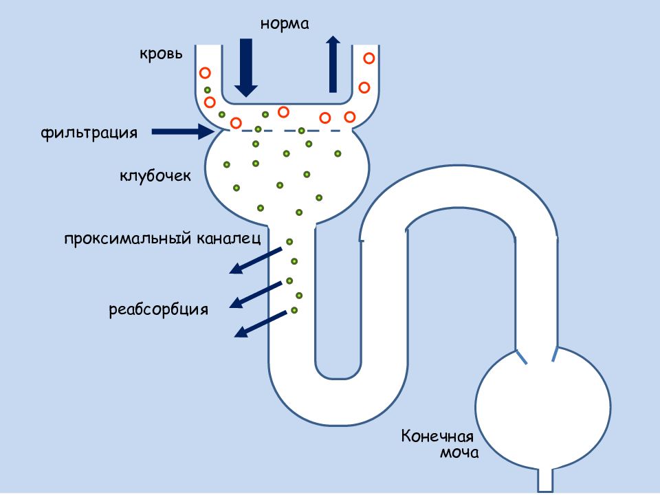 Схема реабсорбции в нефроне