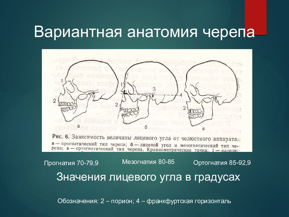 Развитие черепа в онтогенезе. Лицевой угол. Лицевой угол черепа. Развитие лицевого черепа в онтогенезе.