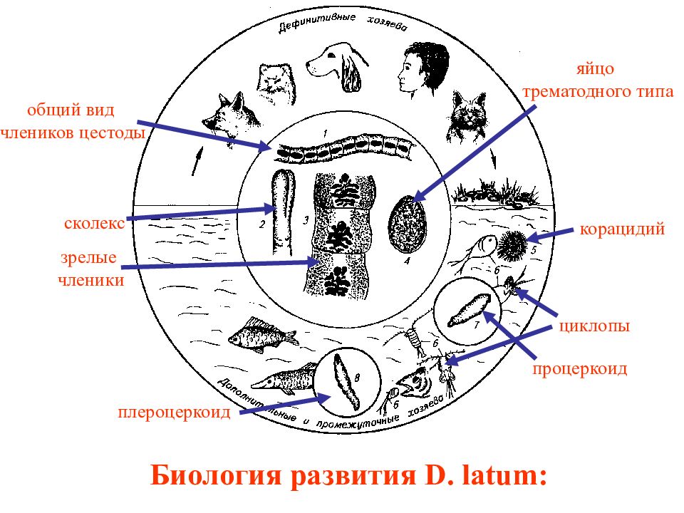 Жизненный цикл цестод обобщенная схема