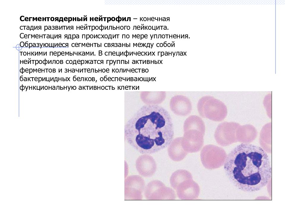 Сегментоядерные нейтрофилы в крови что это значит. Сегментоядерные нейтрофилы ядро. Сегментоядерные нейтрофилы морфология. Сегментоядерные нейтрофилы микроскопия. Нейтрофилы в мазке крови.
