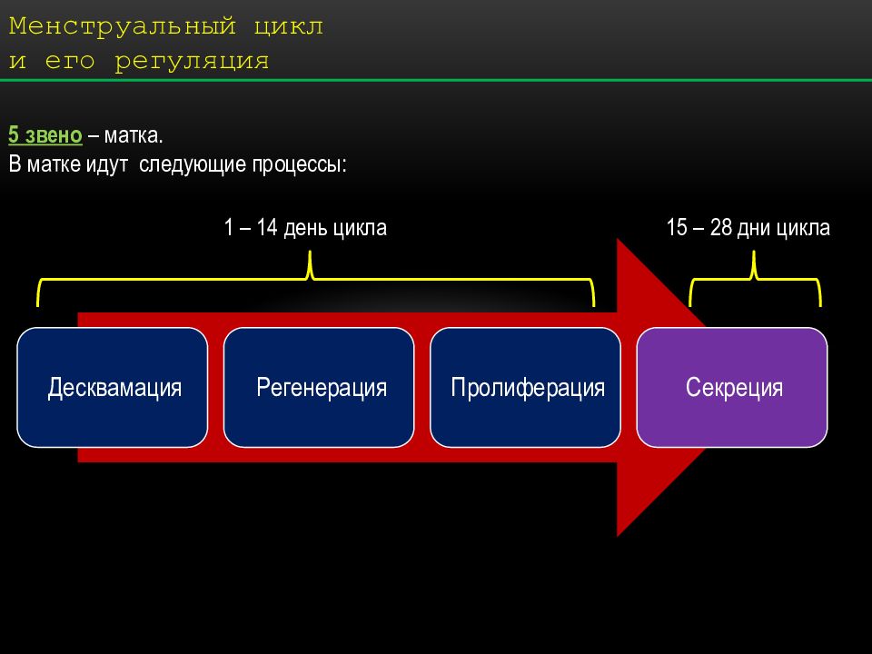 Презентация на тему менструационный цикл и регуляция