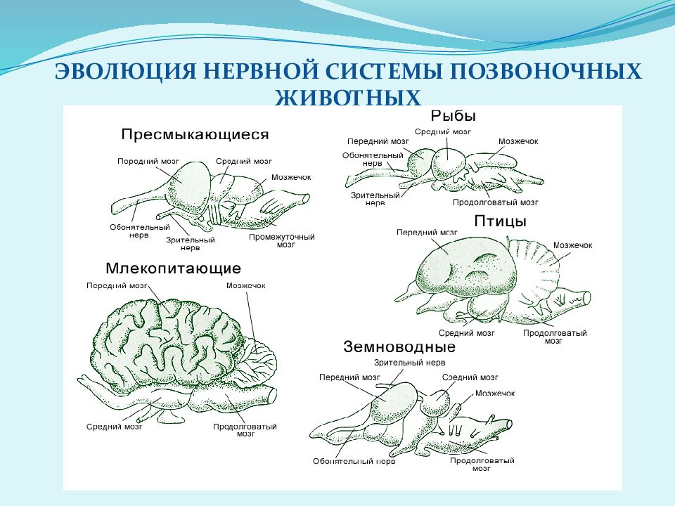 Схема эволюции нервной системы