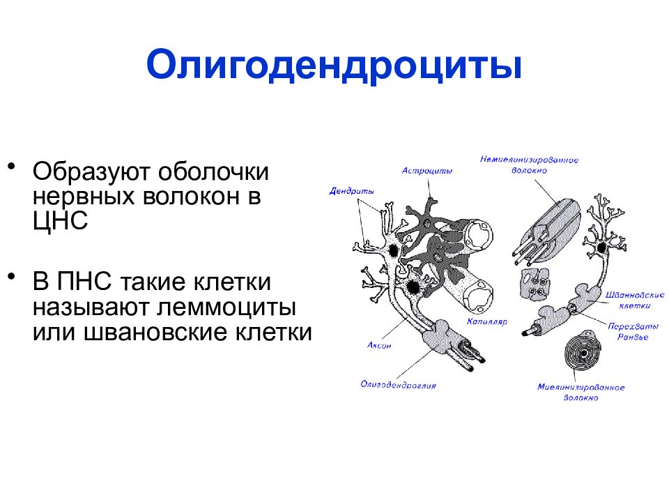 Швановские клетки. Олигодендроциты строение и функции. Олигодендроциты выполняют функцию. Олигодендроциты строение. Олигодендроциты нервных волокон.