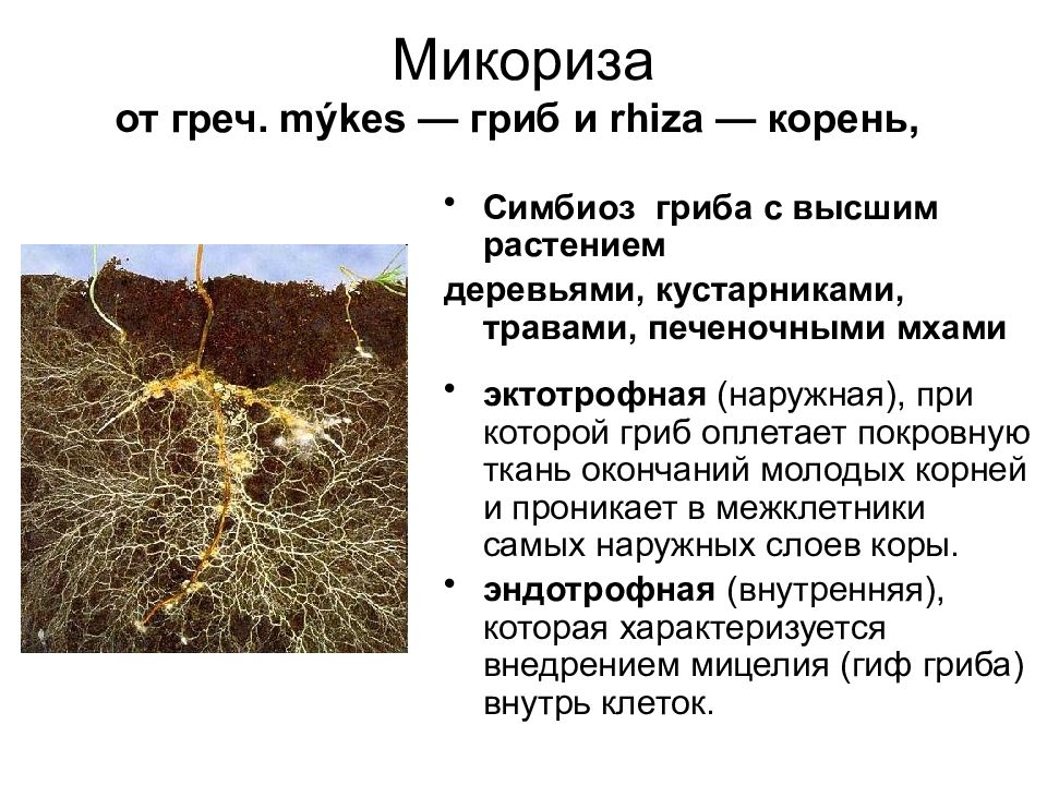 Корневая микориза. Эктотрофная микориза. Строение гриба микориза. Микориза у мхов. Микориза это симбиоз.