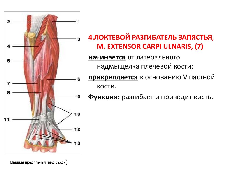 Мышцы разгибатели. Локтевой разгибатель запястья m. extensor Carpi ulnaris. Мышцы разгибатели бедра анатомия. Локтевой разгибатель запястья функции. Мышцы разгибатели тазобедренного сустава.