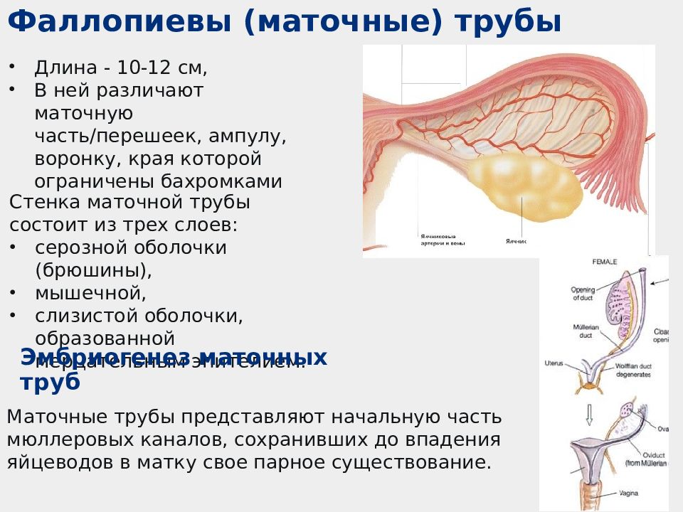 Маточные трубы. Топография маточной трубы. Воронка маточной трубы анатомия. Анатомия трубы матки. Строение маточной трубы анатомия.