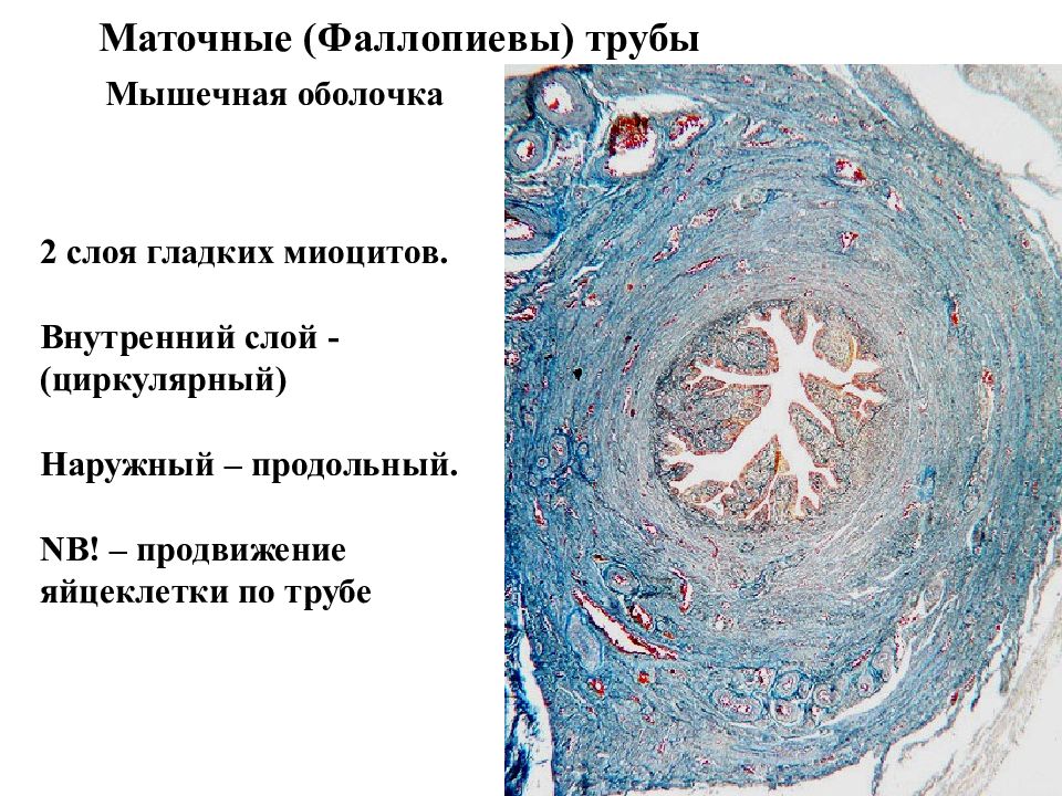 Женская половая система презентация 8 класс