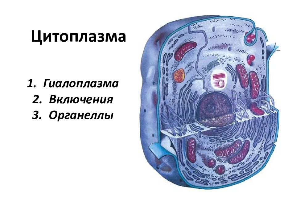 Рисунок цитоплазмы клетки