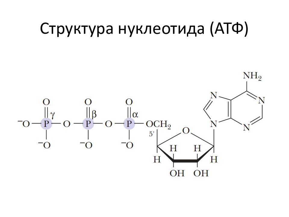 Атф схема строения молекулы