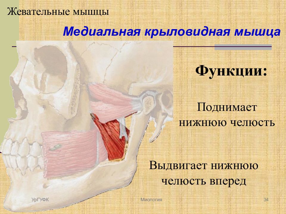 Медиальная крыловидная мышца