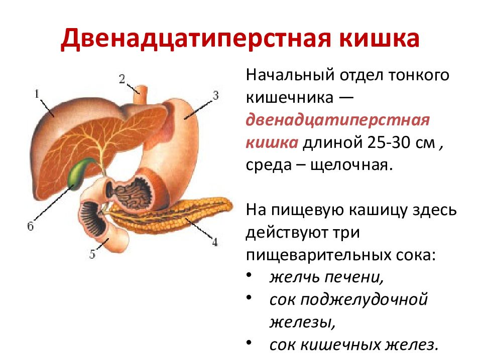 Пищеварительная система огэ презентация