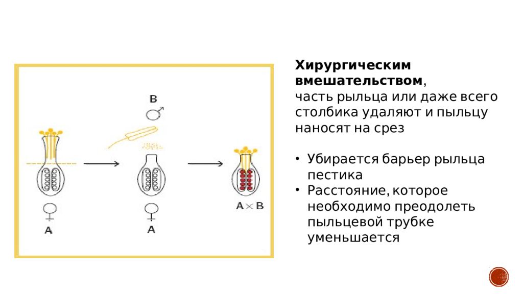 Гибридизация семян. Примеры внутривидовой гибридизации в селекции. Внутривидовая гибридизация примеры растений. Внутривидовая гибридизация в селекции растений. Внутривидовая гибридизация примеры.