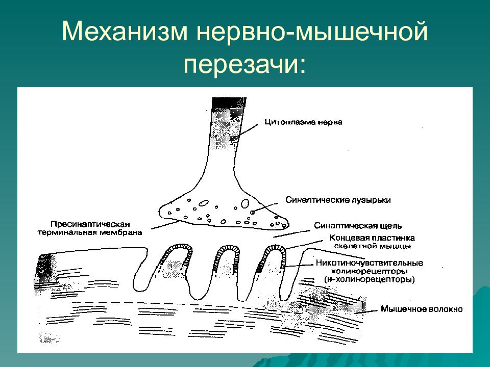 Нервно мышечная система. Механизм нервно мышечной передачи физиология. Механизм передачи возбуждения в нервно-мышечном синапсе. Нервно мышечная структура. Возбуждение проводится через нервно-мышечный синапс.