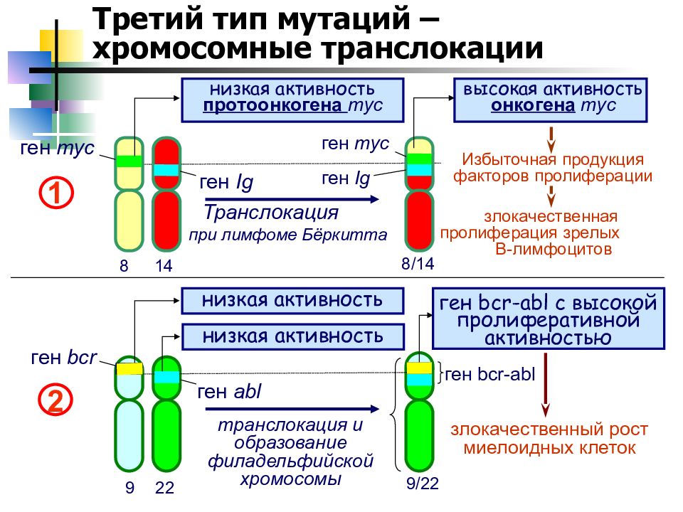 Опухоль 3 типа. Реципрокная и нереципрокная транслокация. Транслокация протоонкогена. Сбалансированная робертсоновская транслокация. Транслокация Гена.