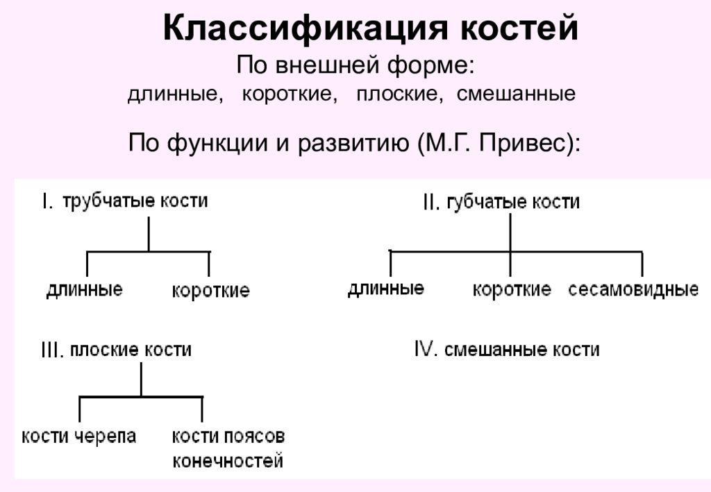 Классификация костей. Классификация костей привес. Классификация костей с примерами. Классификация костей схема. Классификация типов костей таблица.