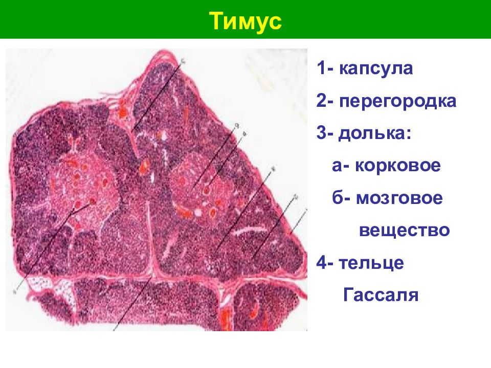 Тельца гассаля гистология