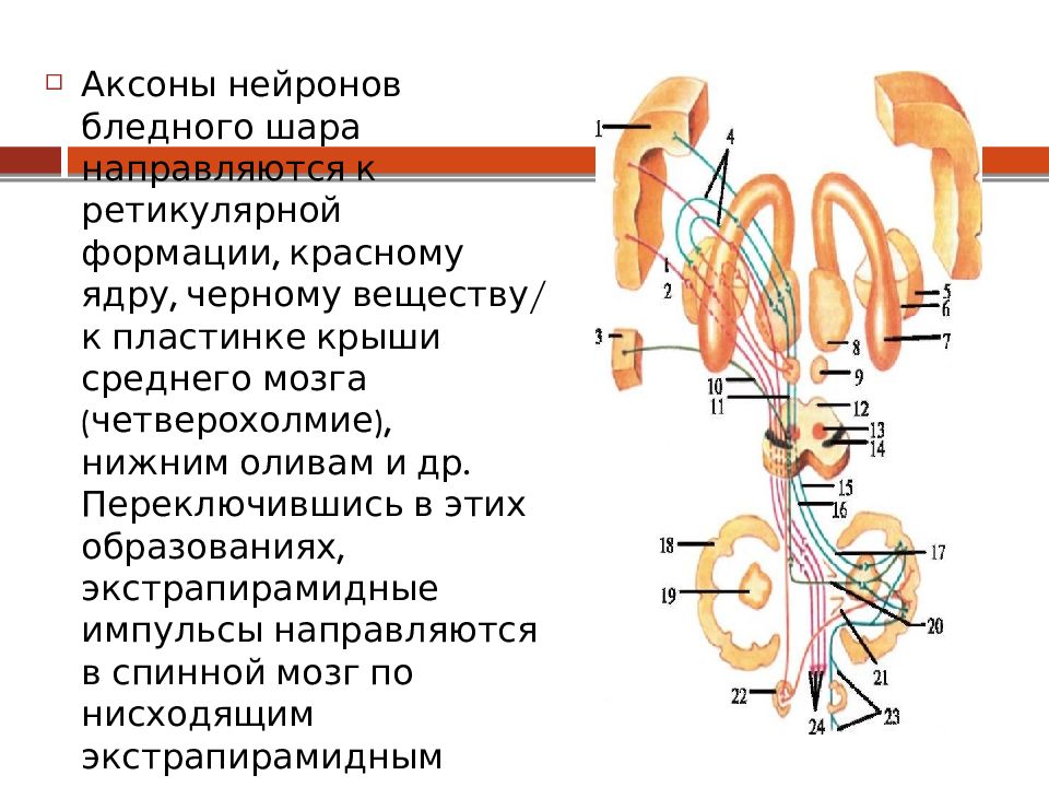 Центральный и периферический паралич презентация