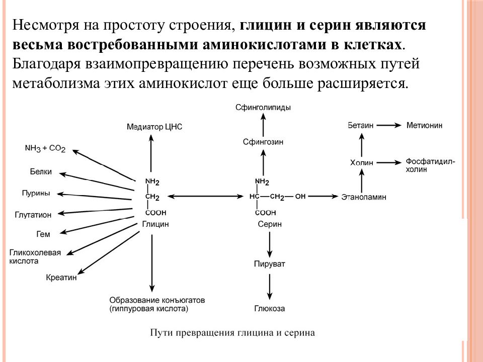 Общая схема источников и путей утилизации аминокислот в тканях