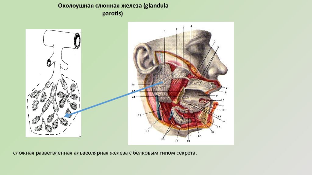 Область околоушной железы. Околоушная железа анатомия строение. Проток околоушной железы топография. Околоушная слюнная железа анатомия. Околоушная слюнные железы анатомия человека.