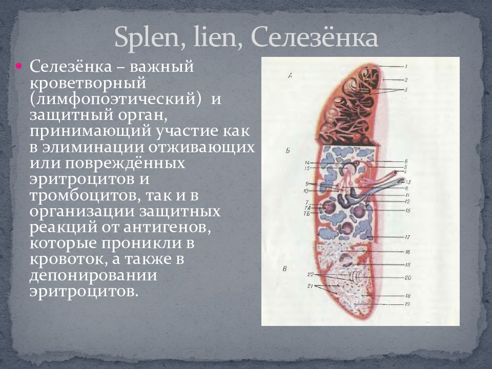 Селезенка первый. Строение селезенки животных. Селезенка строение и функции. Селезенка кроветворный орган.