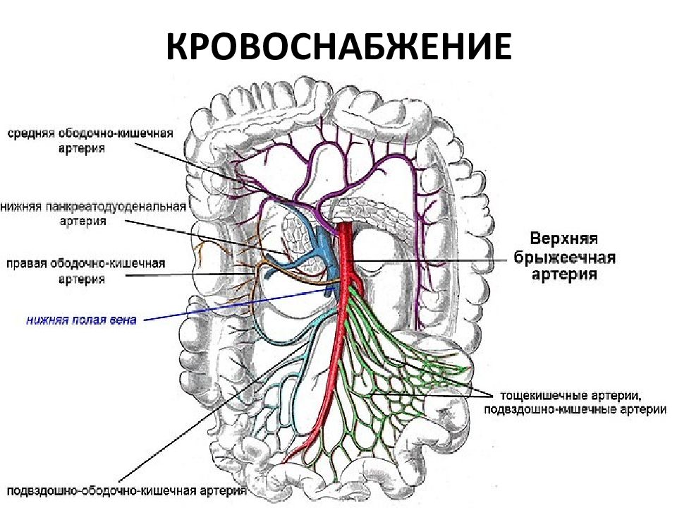 Верхняя брыжеечная артерия. Верхняя брыжеечная артерия схема. Верхняя брыжеечная Вена схема. Верхняя и нижняя брыжеечные артерии схема. Схема кровоснабжение верхней брыжеечной артерии.