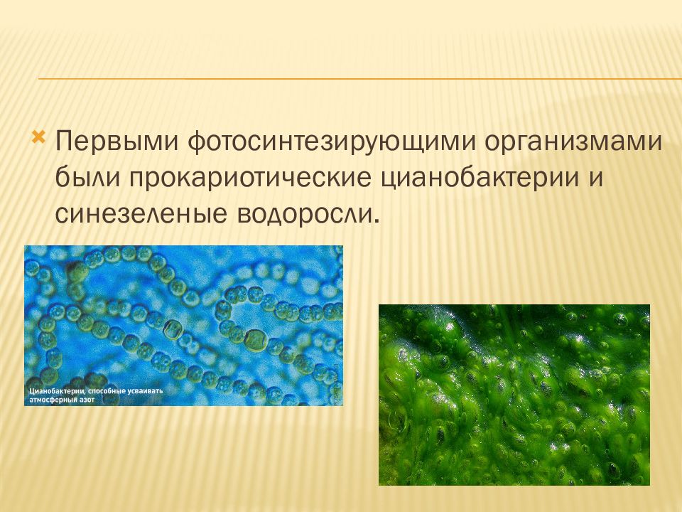 Хлорофилл цианобактерий. Синезеленые цианобактерии. Синезеленые водоросли цианобактерии. Цианобактерии хлорофилл. Первые фотосинтезирующие организмы.