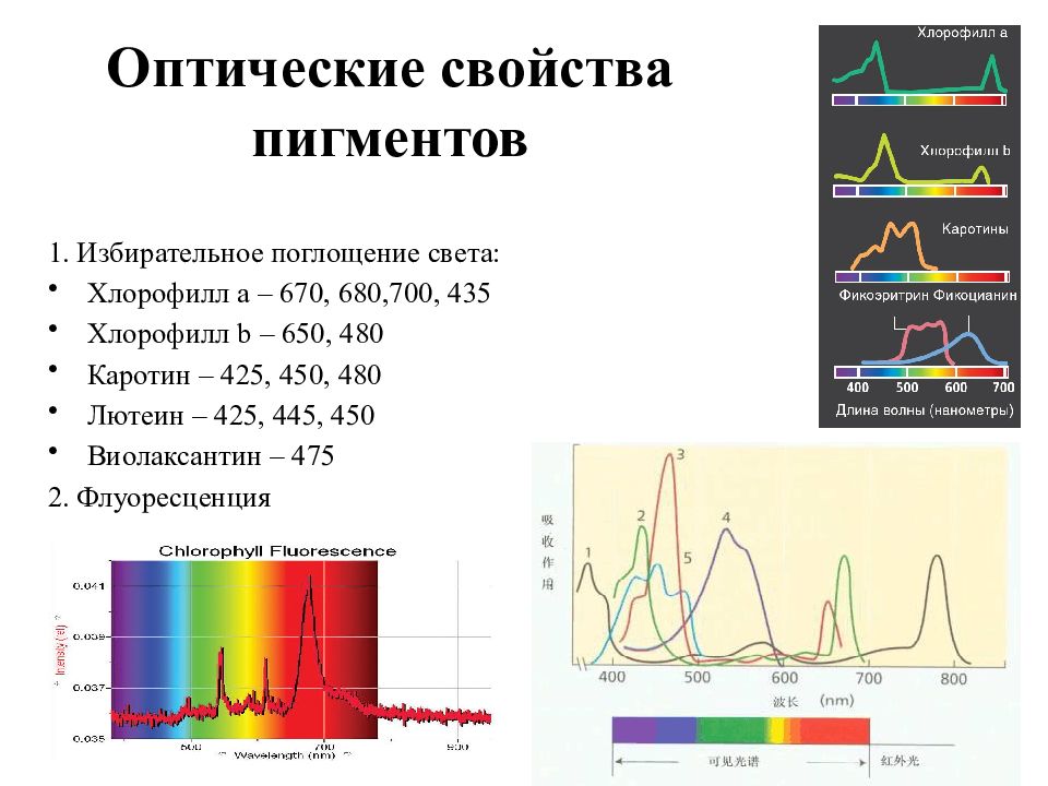 Хлорофиллы поглощают свет. Спектр поглощения пигмента хлорофилла. Спектры поглощения хлорофиллов. Спектры поглощения фотосинтетических пигментов. Спектры поглощения фотосинтетических пигментов таблица.