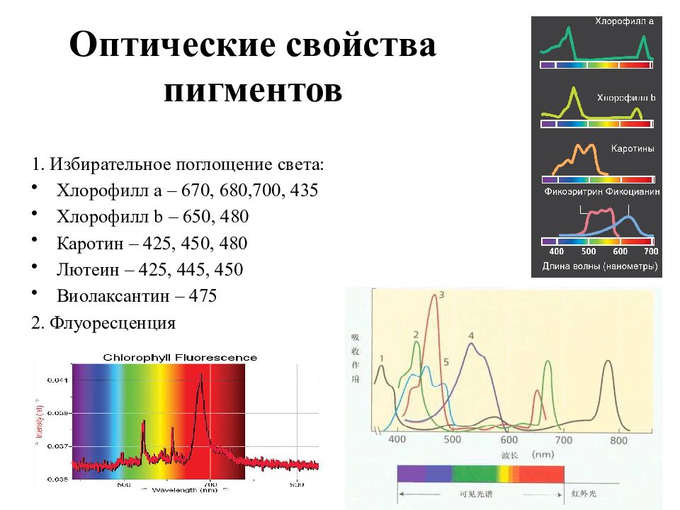 Хлорофиллы поглощают свет