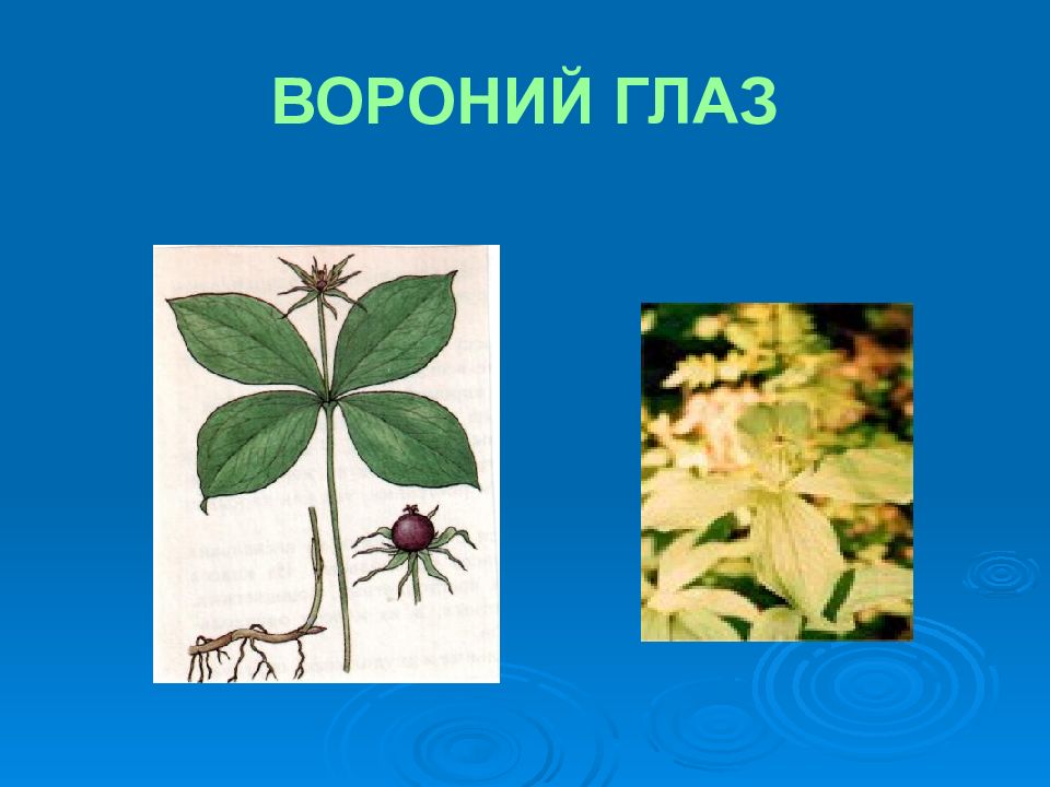 Какие признаки можно обнаружить используя приведенный рисунок вороньего глаза