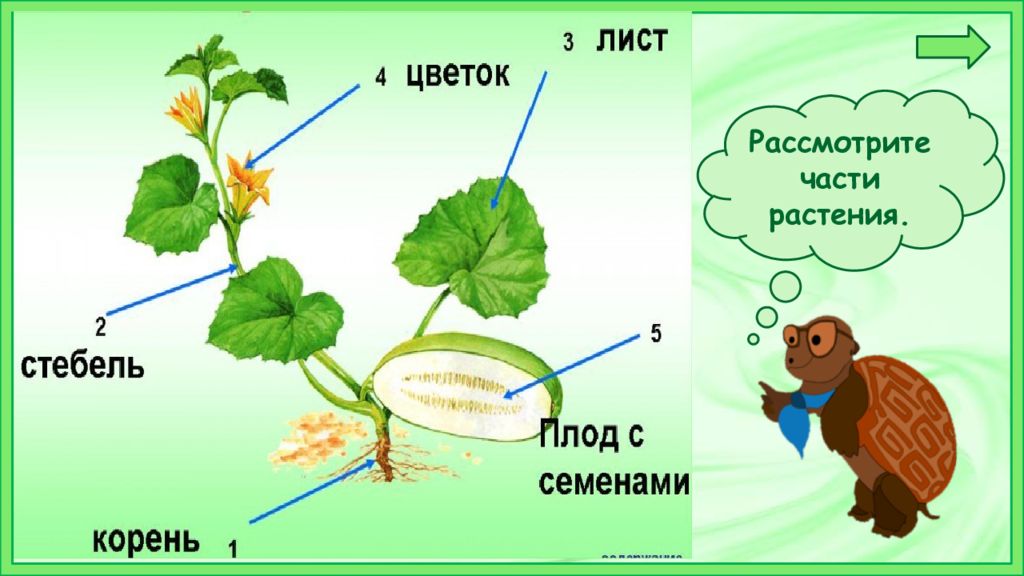 Презентация к уроку окружающего мира 1 класс