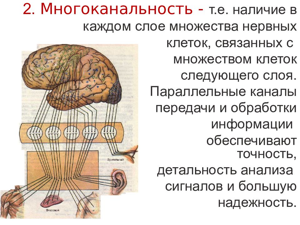 Клетки связаны