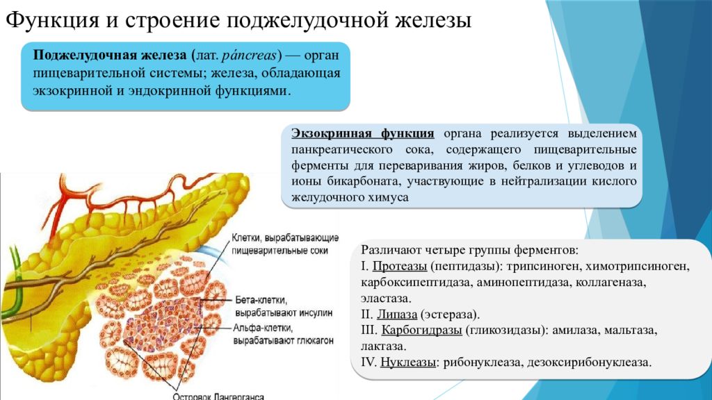 Каково внутреннее строение поджелудочной железы. Особенности строения поджелудочной железы таблица. Поджелудочная железа строение и функции. Строение и функции поджелудочной железы человека. Поджелудочная железа строение и функции таблица.