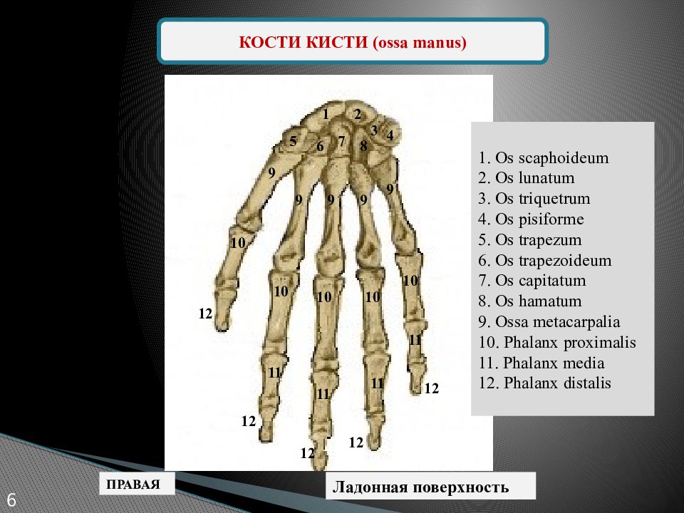 Запястье кость трубчатая