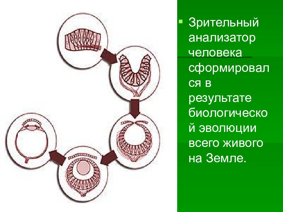 Зрительный анализатор животных презентация