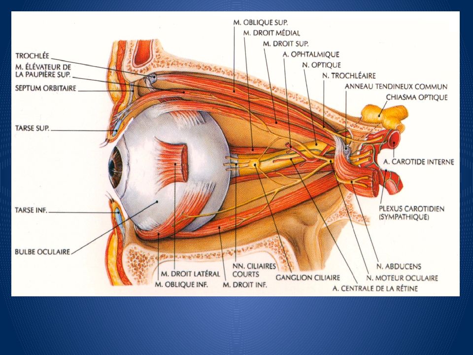 Иннервация глаза анатомия схема