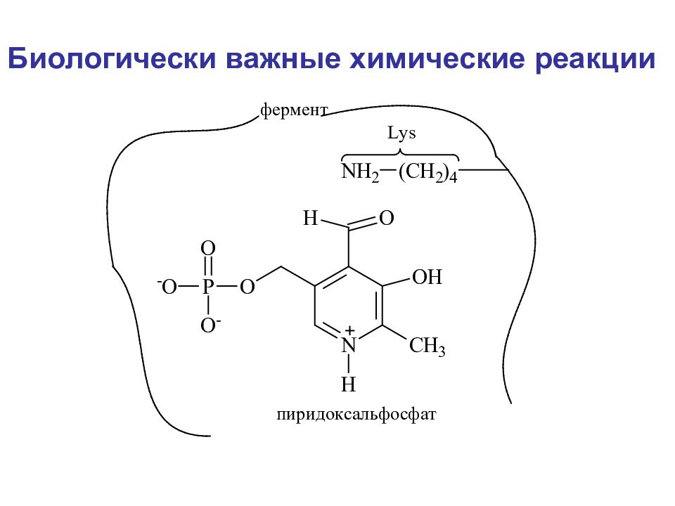 Белки химические реакции. Биологически важные реакции. Биологически важные реакции аминокислот. Биологически важные химические реакции аминокислот. Биологически важные реакции белки.