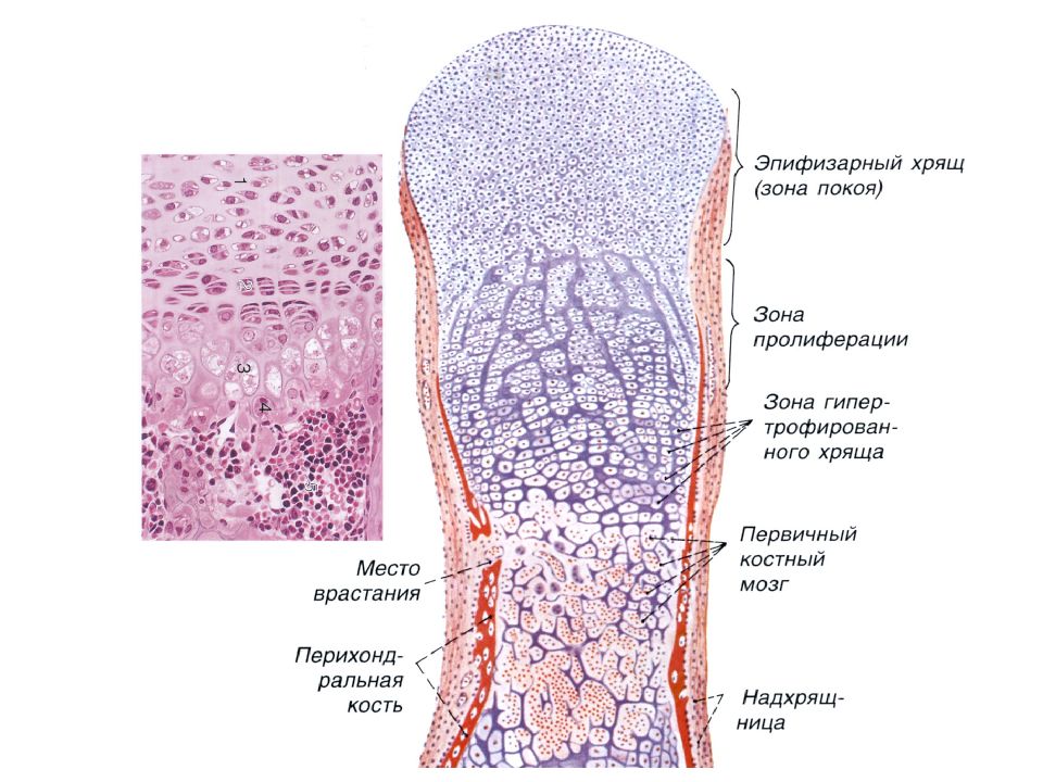 Эпифизарный хрящ. Непрямой остеогенез препарат. Развитие кости на месте хряща непрямой остеогенез гистология. Развитие кости на месте хряща непрямой остеогенез препарат. Скелетные ткани хрящ гистология.