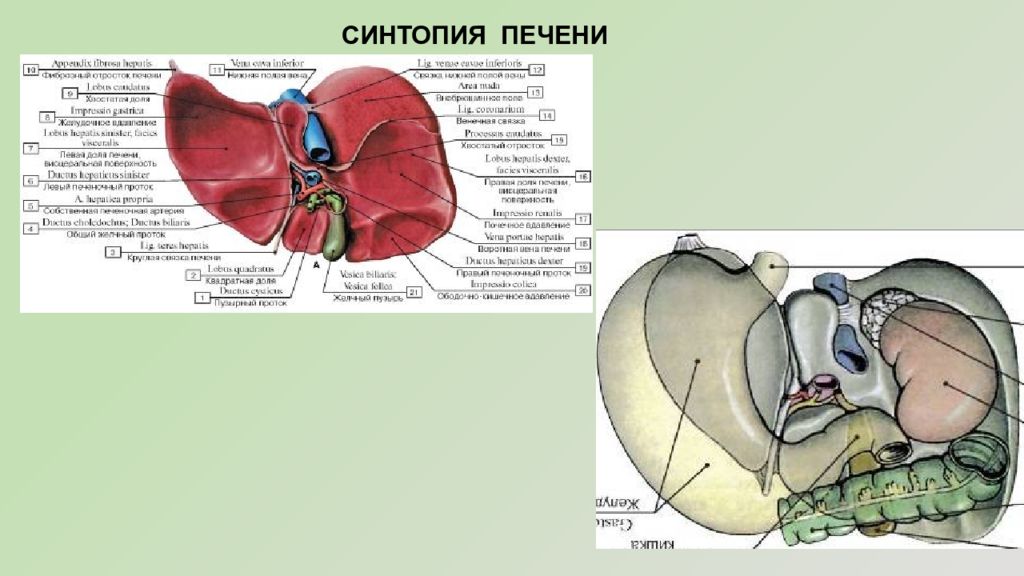 Синтопия печени схема